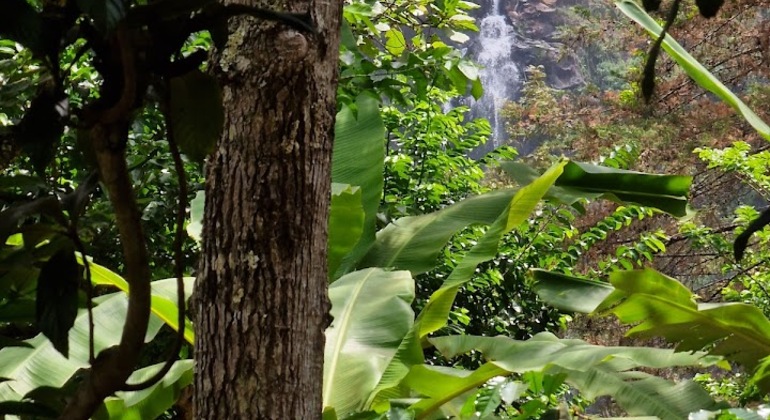 Explorar as cascatas de Materuni e a excursão do café