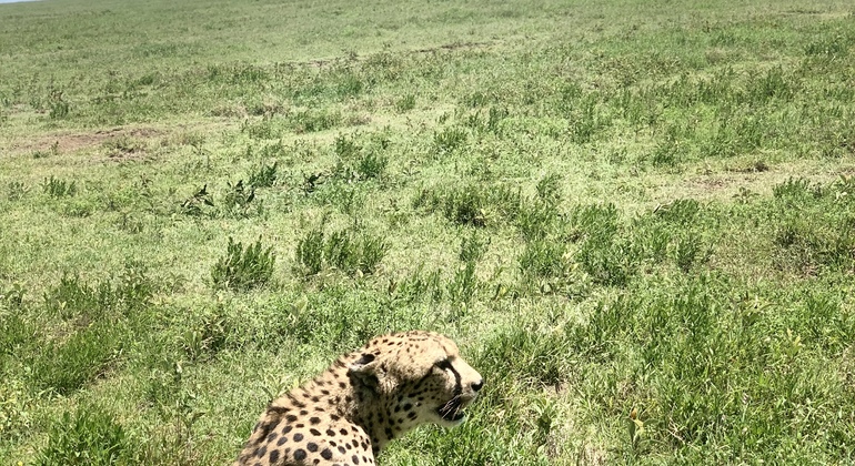 Safari en grupo Aventura de 2 días y 1 noche en Tanzania