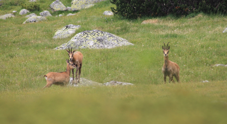 from-borovets-musala-hiking-tour-with-lunch-en-9