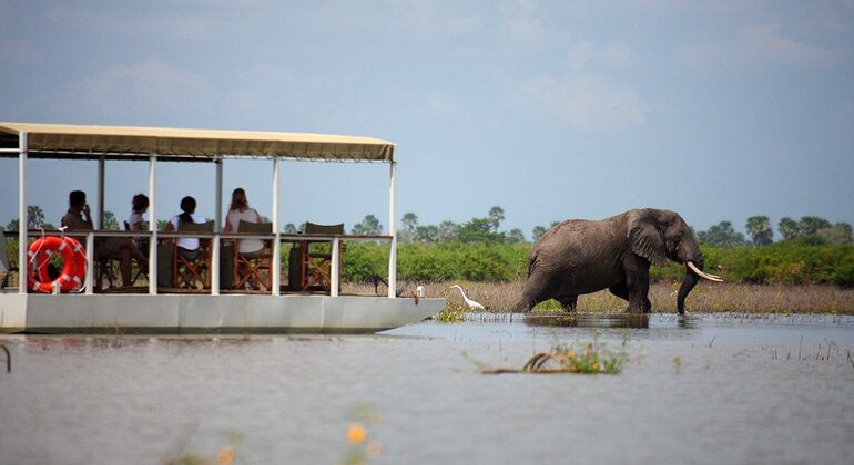 safari de 3 dias com voo em Zanzibar para Selous, Parque Nacional Nyerere Organizado por Alfa lungange