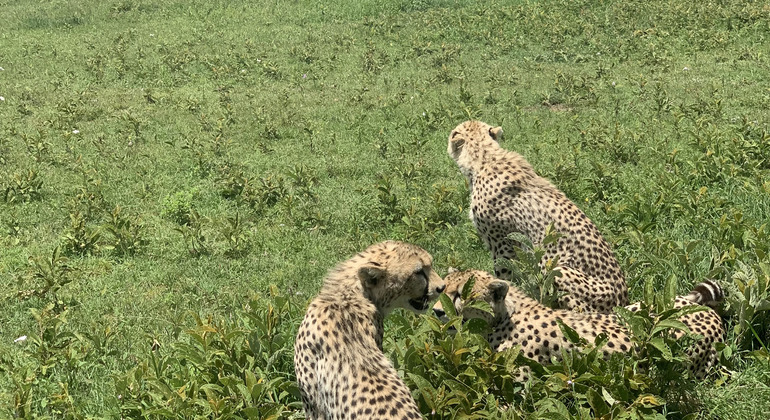 Avventura in Tanzania: esperienza di safari di 2 giorni