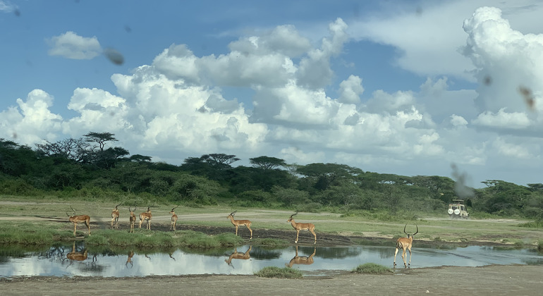 1 Day Safari in Tanzania: Join our Group