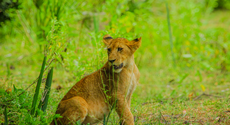 1 Day Trip to Mikumi National Park of Zanzibar Provided by Alfamale tours & safaris