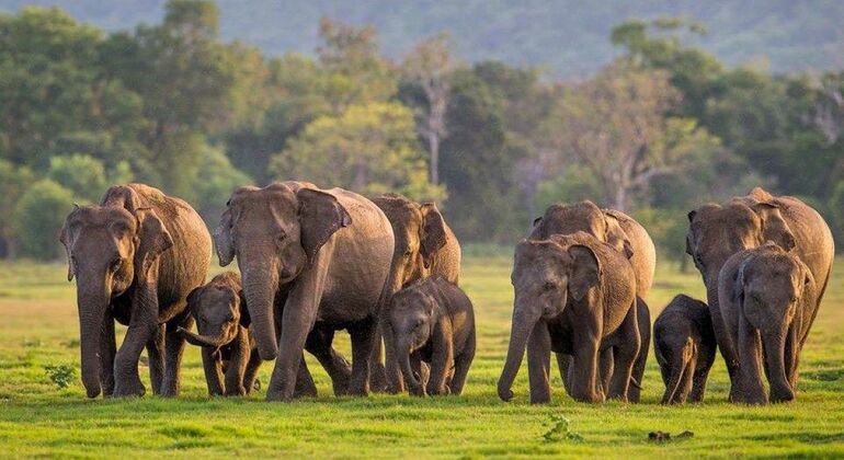 Jipe privado do Parque Nacional Minneriya - Safari com elefantes, Sri Lanka