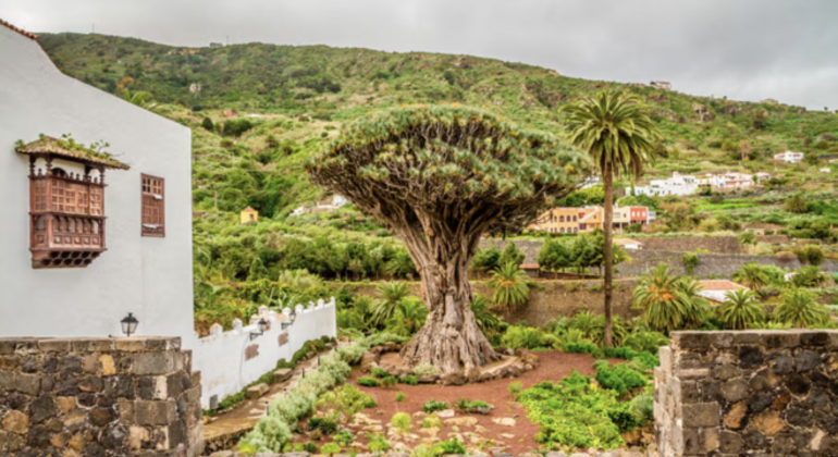 Tour gratuito a Icod de los Vinos a Tenerife