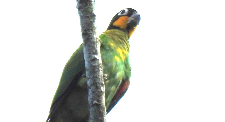 Vogelbeobachtungstour im Amazonasgebiet, Colombia