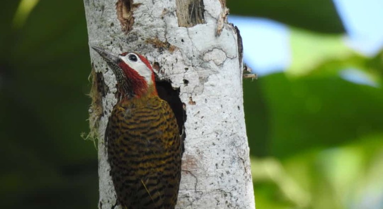 bird-watching-tour-in-the-amazon-en-2