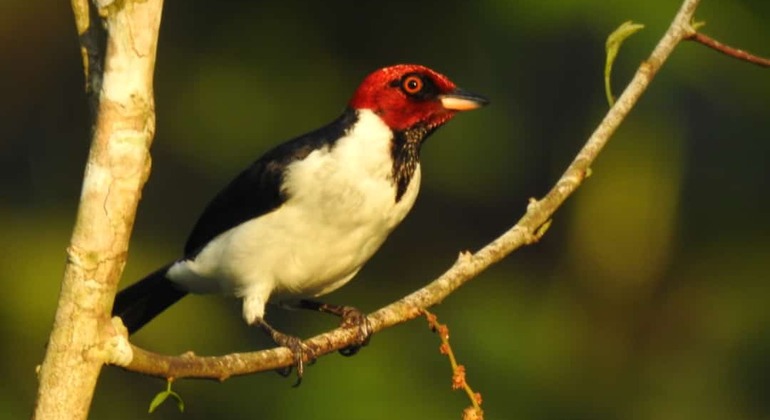 bird-watching-tour-in-the-amazon-en-3