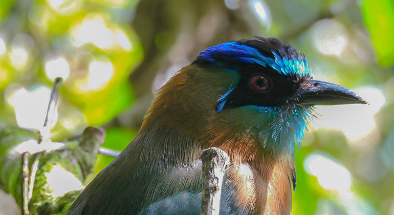 Foto-Tour zur Vogelbeobachtung Bereitgestellt von Diego Rojas