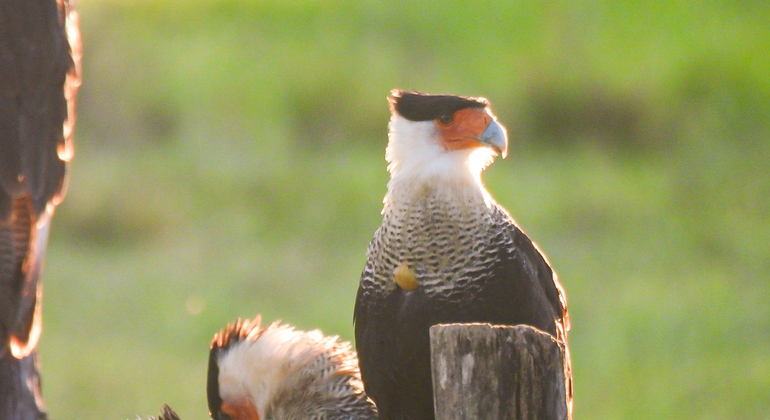 bird-watching-photo-tour-es-13