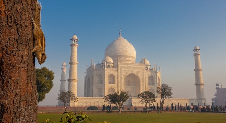 Agra Full Day Taj Mahal at Sunrise With Agra Fort