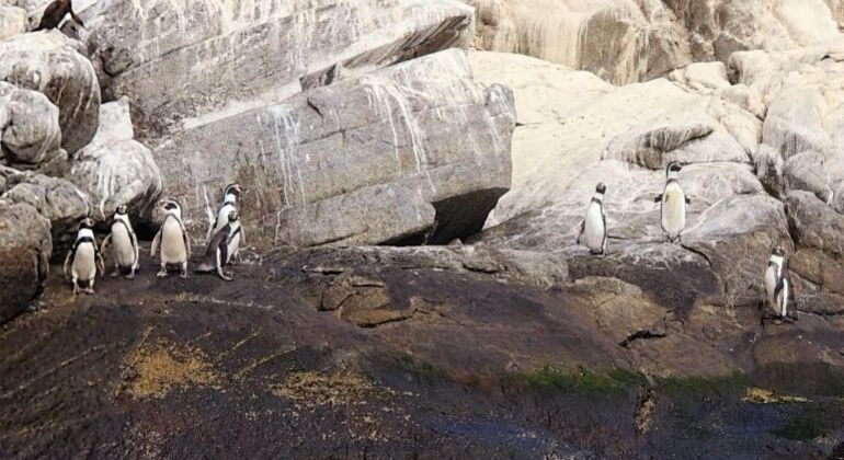 Excursão de observação de pinguins de Humboldt, Chile
