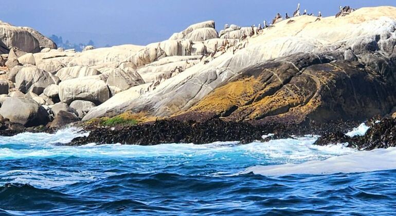 tour-de-avistamiento-de-pinguinos-de-humboldt-en-1