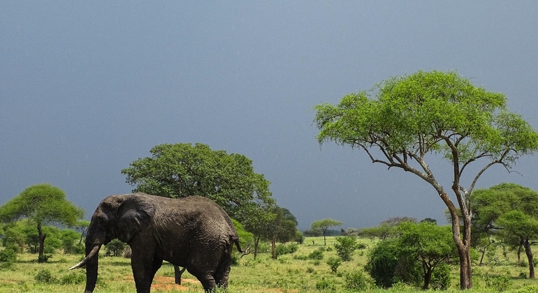 Tarangire National Park Day Tour