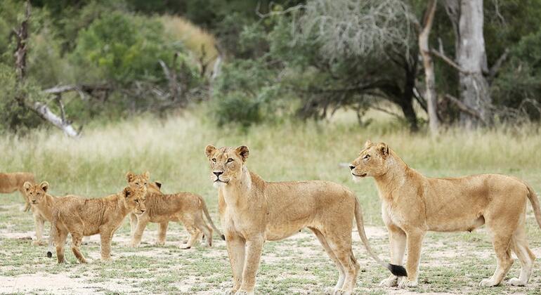 Excursión de un Día al Parque Nacional Kruger desde Maputo