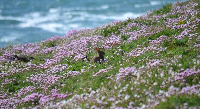 discover-polzeath-to-pentire-on-a-free-walking-tour-es-5