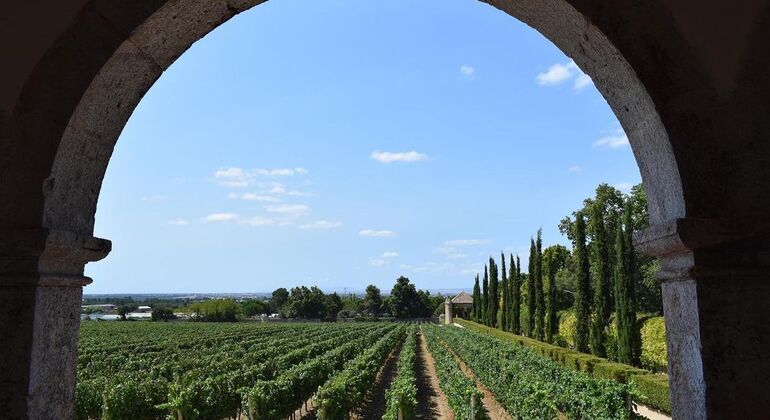 lisbon-wine-tour-through-sesimbra-arrabida-setubal-es-17