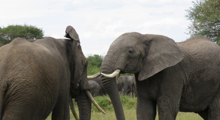 Explore the Wild in Tarangire