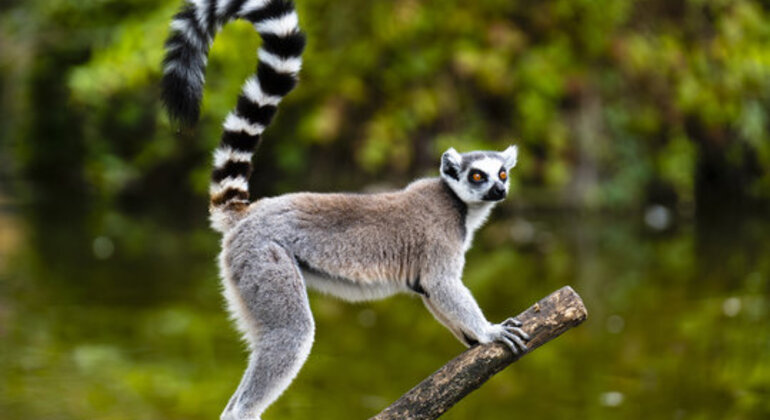 Safari por la Naturaleza y Aventura Madagascar — #1