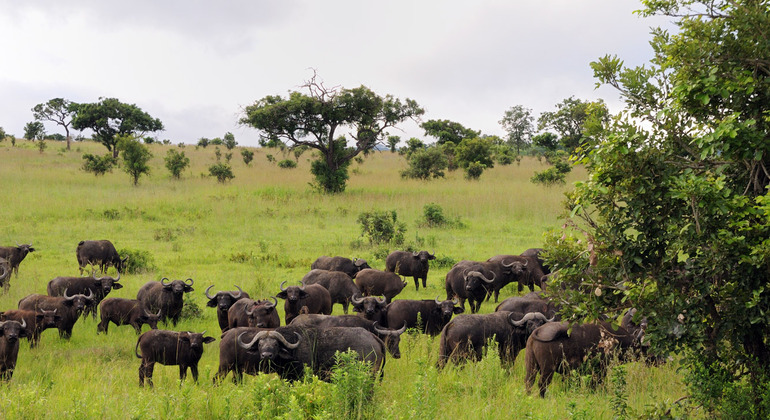 Day Trip to Mikumi National Park from Zanzibar Tanzania — #1