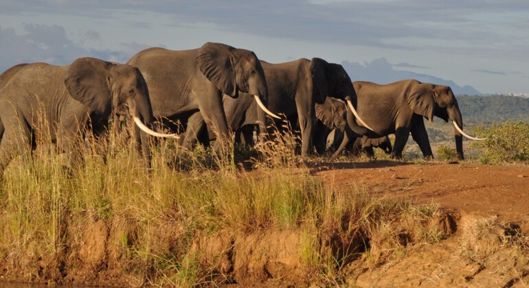 day-trip-to-mikumi-national-park-from-zanzibar-es-2