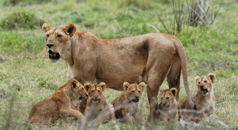 day-trip-to-mikumi-national-park-from-zanzibar-es-3