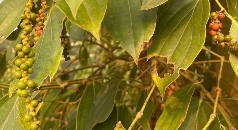 rural-kampot-pepper-plantation-tour-es-8