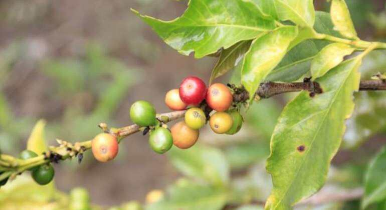 Erleben Sie eine Kaffeefarm-Tour Bereitgestellt von Johnson Samwel