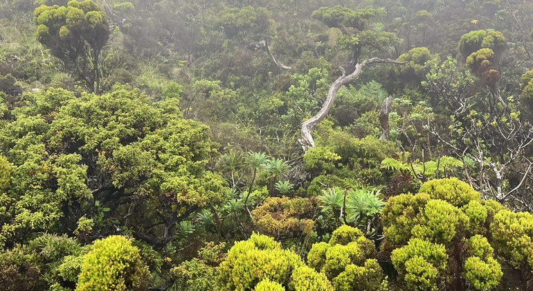 Volcano Watching & Cloud Forest UNESCO Geopark, Portugal