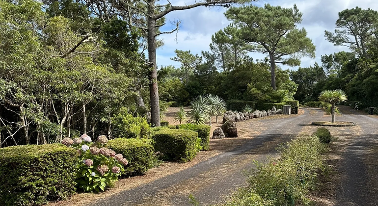 lava-delta-vineyard-unesco-heritage-es-5