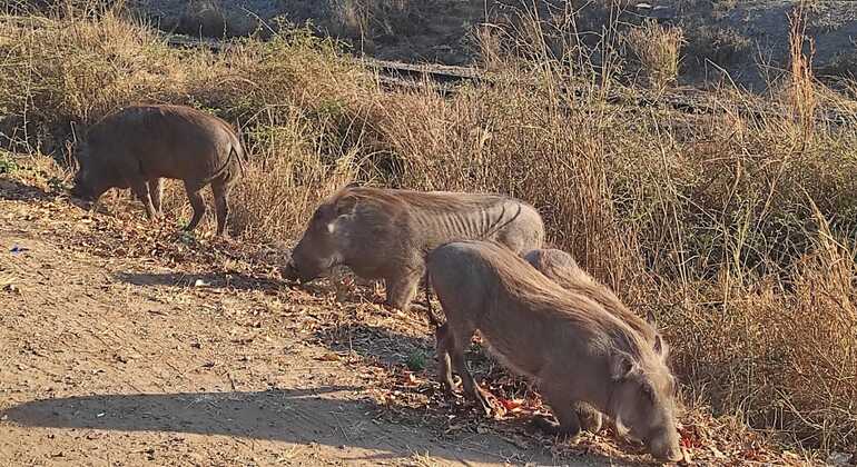 free-walking-safari-of-chinotimba-township-es-13