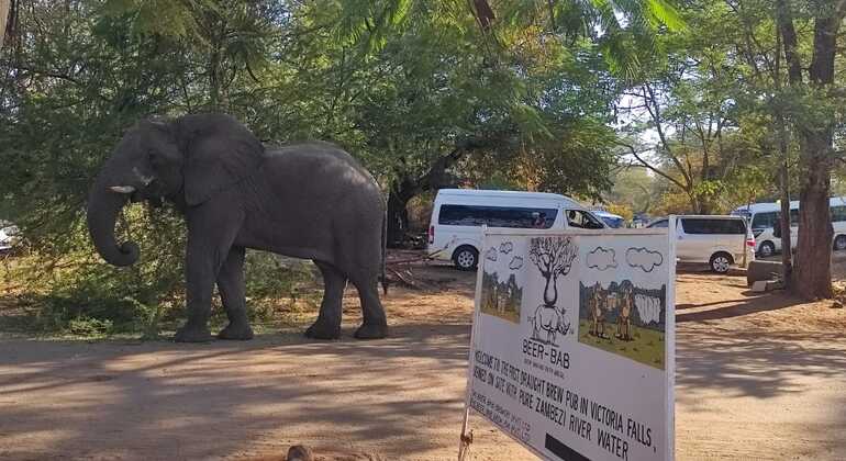 free-walking-safari-of-chinotimba-township-es-16