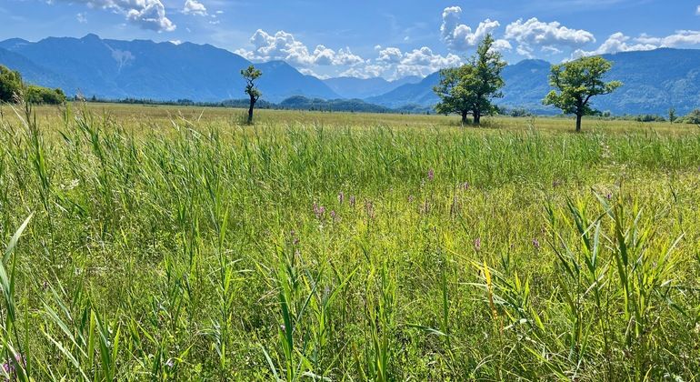 Free tour through the Murnauer Moos in Murnau am Staffelsee