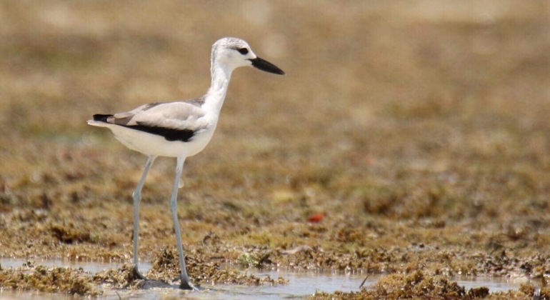 Safari de observação de aves em Dar Es Salaam Organizado por Andrew Mbena