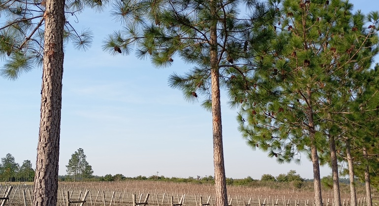 Disfruta de los Vinos de Concordia Operado por Maria Adela