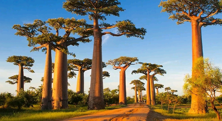 Journée de visite de l'avenue des baobabs et de la forêt de Kirindy Fournie par Samuel Nosy Be private tours