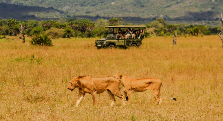 Mikumi Safari und Maasai Kultur Abenteuer