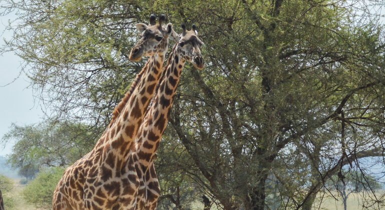 adventure-in-ruaha-national-park-es-1