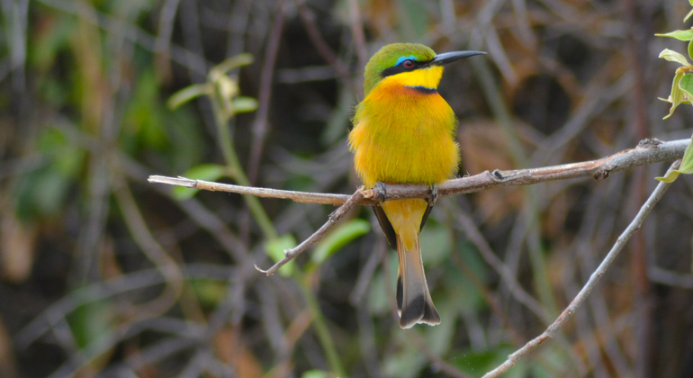 adventure-in-ruaha-national-park-es-2