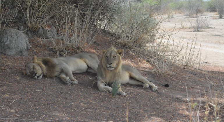 adventure-in-ruaha-national-park-es-3