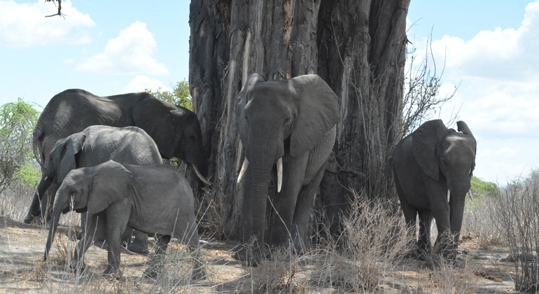 adventure-in-ruaha-national-park-es-4