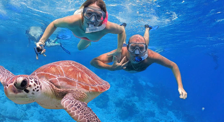 Nadar com golfinhos no Mar Vermelho