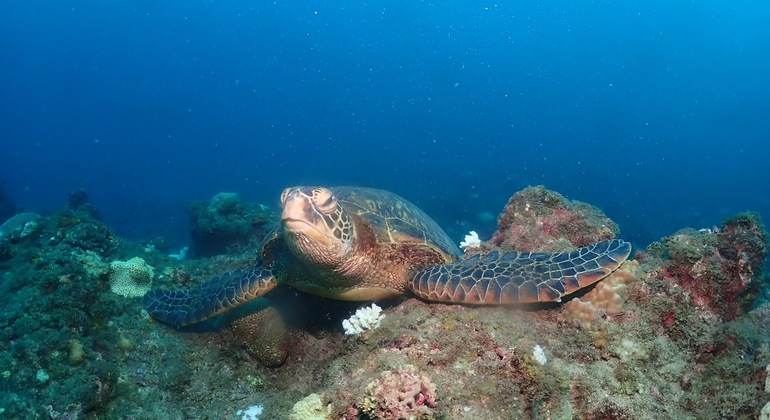 Excursão às tartarugas marinhas de Xiaoliuqiu Taiwan — #1