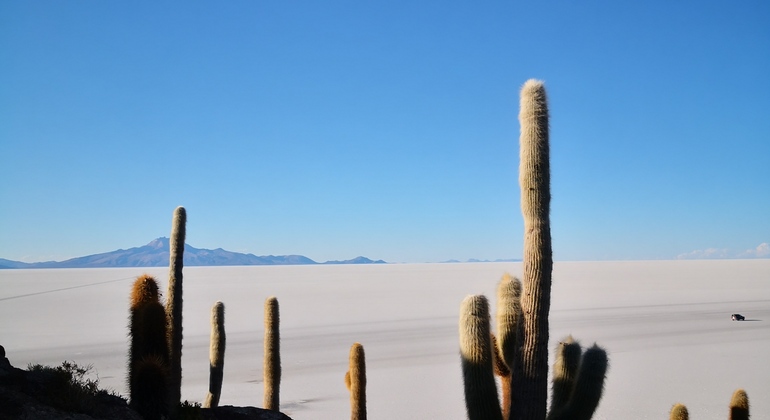 Uyuni Salt Flats Tour Provided by Piter