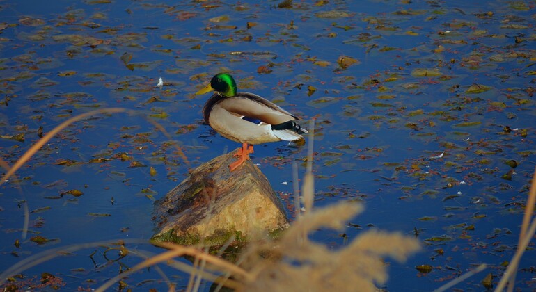 naturaleza-viva-del-guadiana-es-6