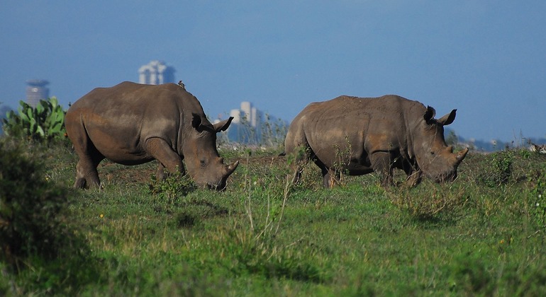 Explore las Joyas Ocultas de Nairobi en un Free Tour a Pie Operado por Sammy Mwashighadi