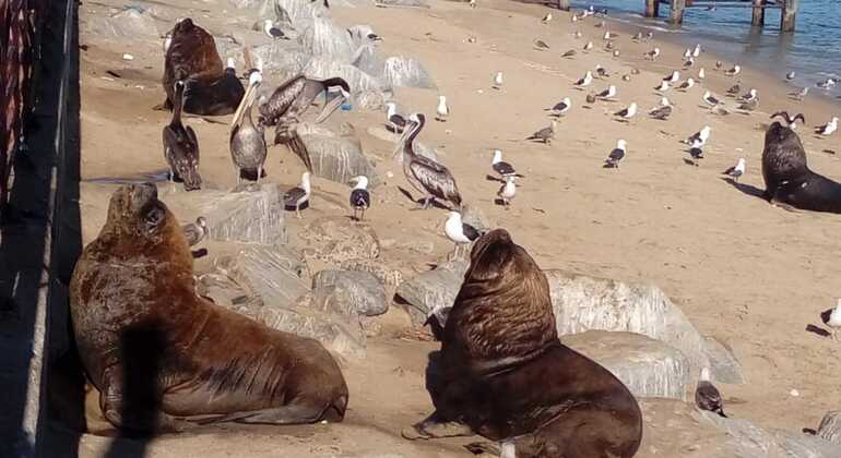 Free Tour: Local Markets of Valparaíso Chile — #1