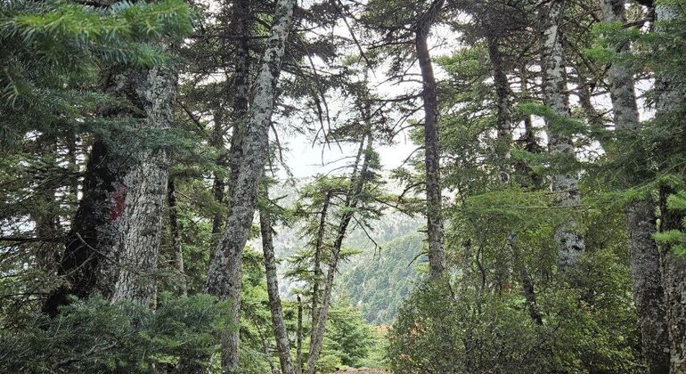 Hiking in Athens: Mount Parnitha Provided by Natalia Yaroshenko