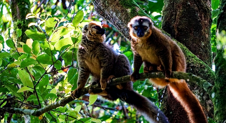 Aventure d'une journée dans le parc national de Mitsinjo Madagascar — #1