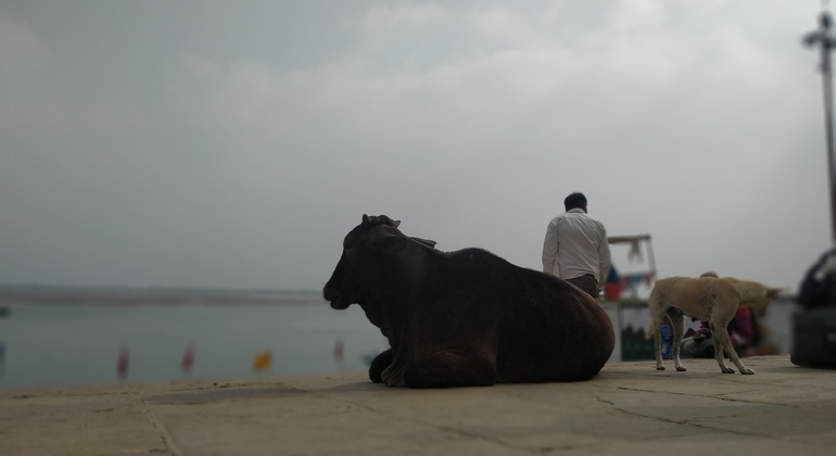 sunrise-spiritual-tour-of-varanasi-en-5